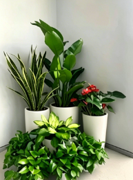镇海绿植租赁选择-杭州湾办公室花卉出租方便吗-宁波花卉租摆交易-余姚花卉租赁装饰